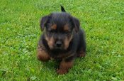Achilles2-6-5-2025